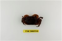 藏品(奧氏後相手蟹)的圖片